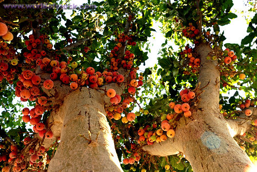  fig  alias buah  ara a k a buah  tin Kuliner Gizi 